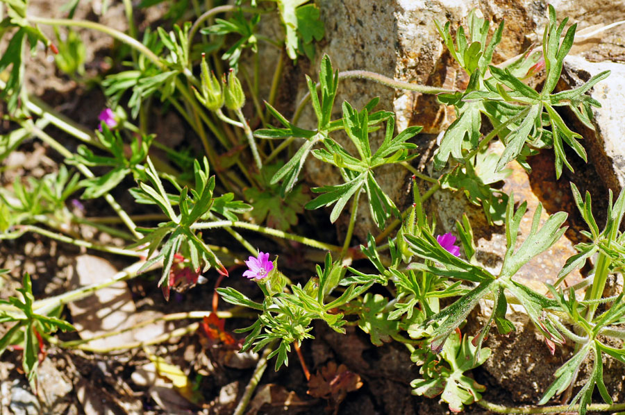 Geranium dissectum